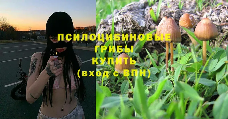 Псилоцибиновые грибы Psilocybe  Каргополь 